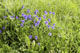 Rasen und Wiese
