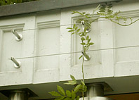 Detail eines Rankdrahtes